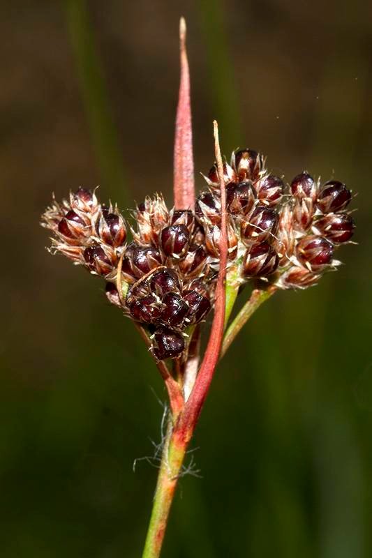 <i>Luzula sudetica</i> (Willd.) Schult.
