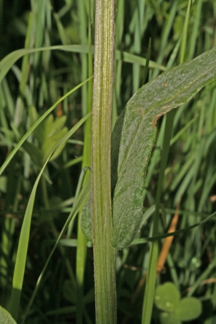 <i>Tephroseris integrifolia</i> (L.) Holub subsp. <i>integrifolia</i>