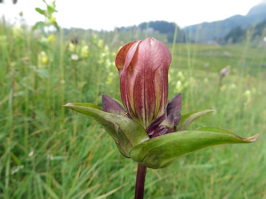 <i>Gentiana purpurea</i> L.