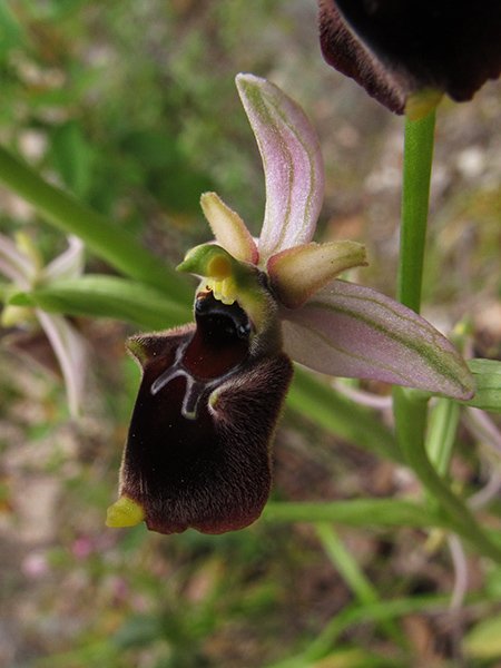<i>Ophrys panattensis</i> Scrugli, Cogoni & Pessei