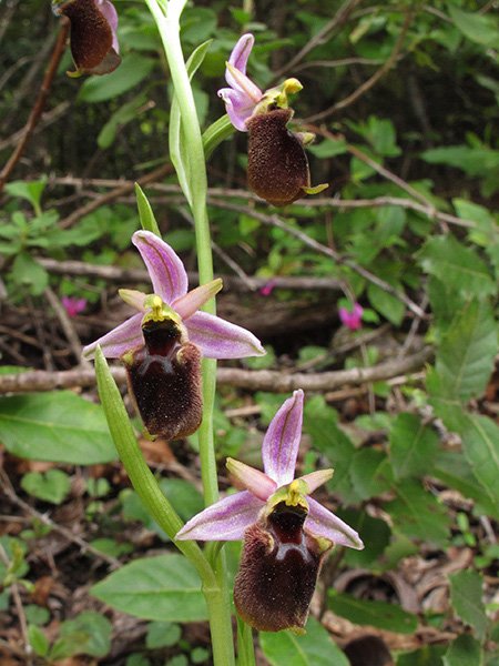 <i>Ophrys panattensis</i> Scrugli, Cogoni & Pessei
