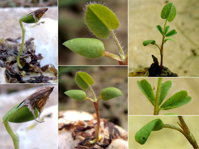 <i>Trifolium pratense</i> L. subsp. <i>pratense</i>