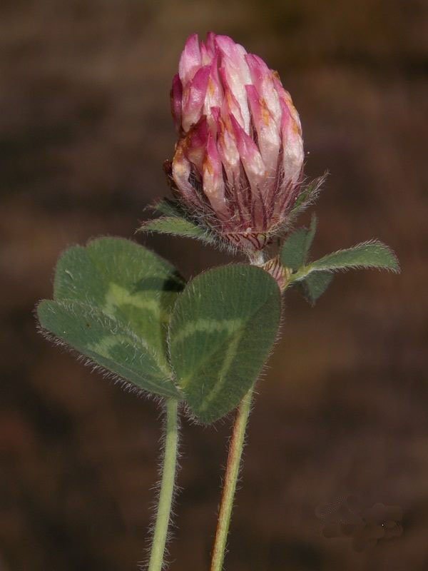 Trifolium_pratenses_semipurpureum_3.jpg