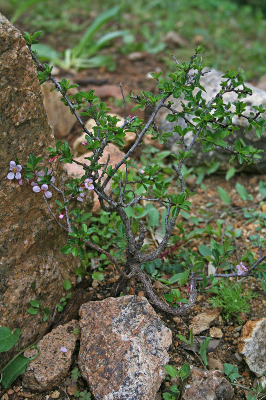 Prunus prostrata Labill. {F 3543}