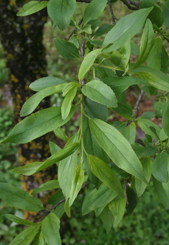 <i>Rhamnus persicifolia</i> Moris