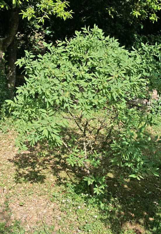 Rhamnus persicifolia Moris {F 3544}