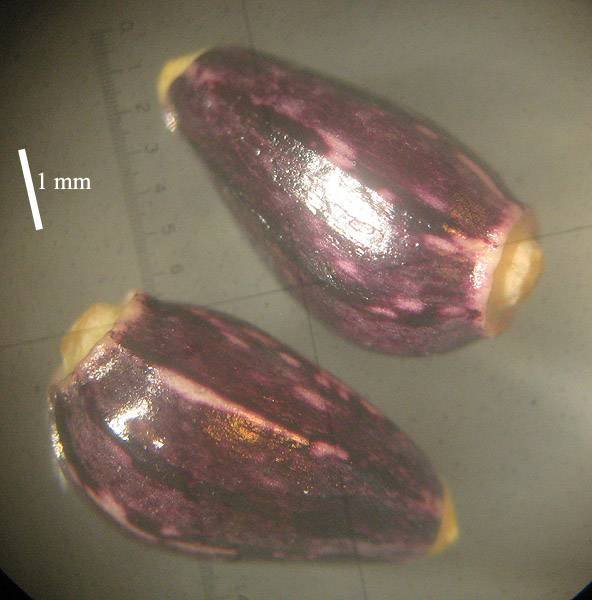 <i>Ptilostemon niveus</i> (C.Presl) Greuter
