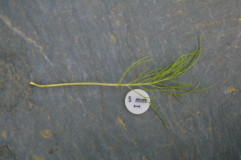 <i>Centaurea filiformis</i> Viv. subsp. <i>filiformis</i>
