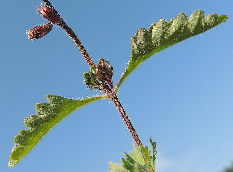 <i>Teucrium chamaedrys</i> L. subsp. <i>chamaedrys</i>