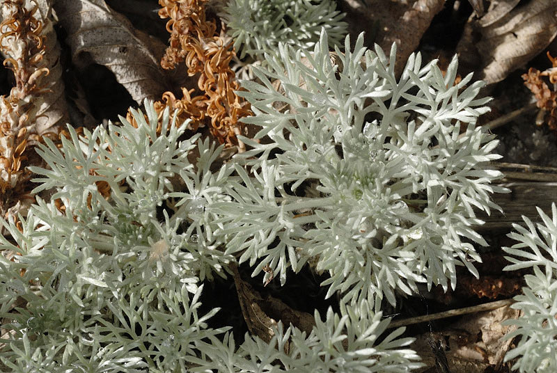 <i>Artemisia pedemontana</i> Balb.