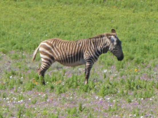 Equus zebra zebra (Linnaeus, 1758)