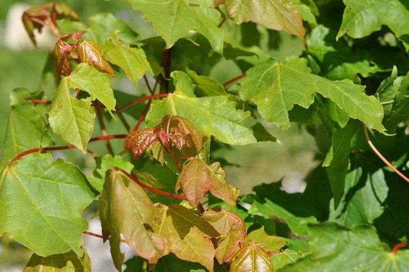 <i>Acer cappadocicum</i> Gled. subsp. <i>lobelii</i> (Ten.) A.E.Murray