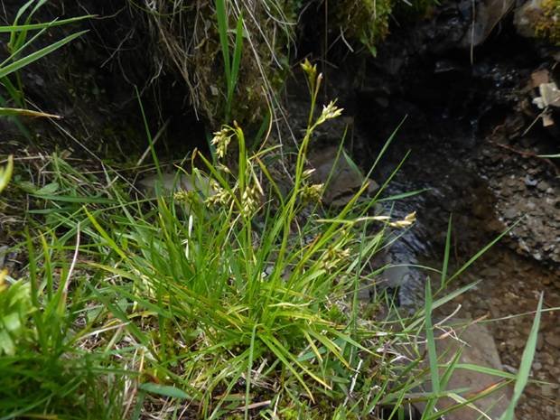 <i>Carex capillaris</i> L. subsp. <i>capillaris</i>