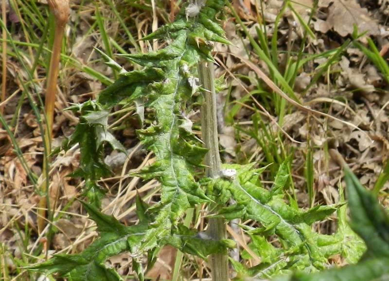 <i>Echinops siculus</i> Strobl