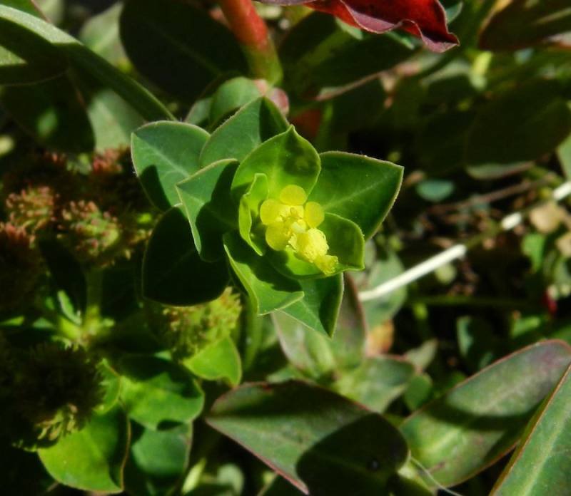 <i>Euphorbia gasparrinii</i> Boiss. subsp. <i>gasparrinii</i>
