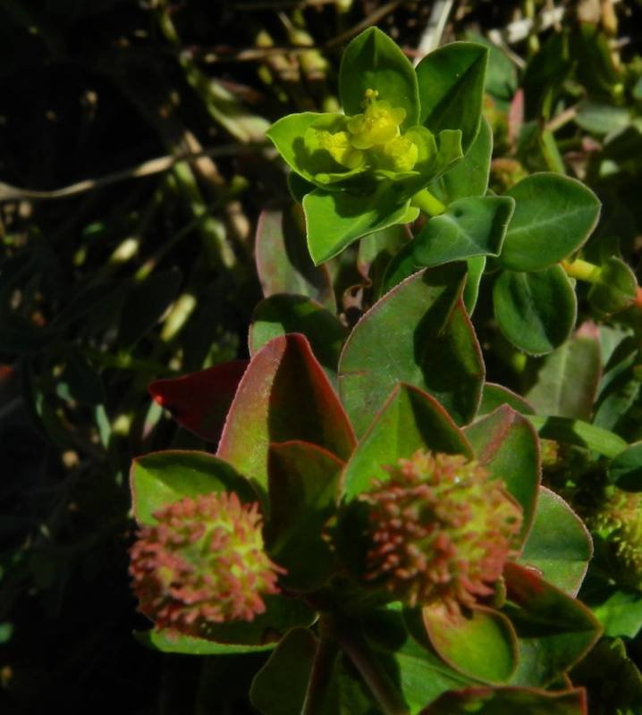 <i>Euphorbia gasparrinii</i> Boiss. subsp. <i>gasparrinii</i>
