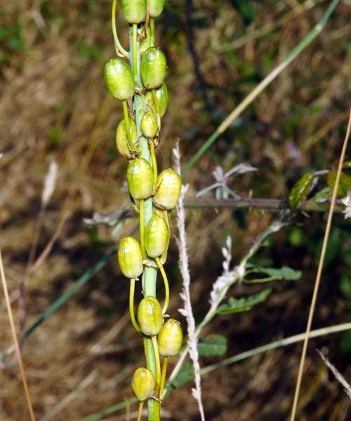 <i>Loncomelos pyrenaicum</i> (L.) L.D.Hrouda subsp. <i>pyrenaicum</i>