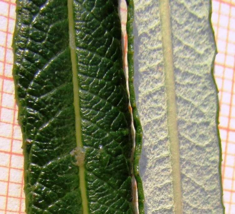 <i>Salix eleagnos</i> Scop.