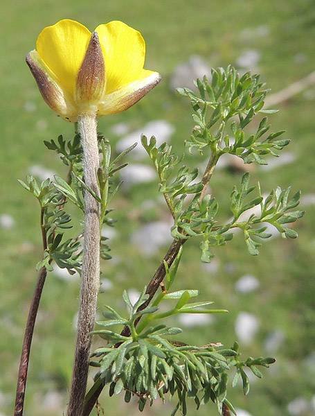 <i>Ranunculus millefoliatus</i> Vahl