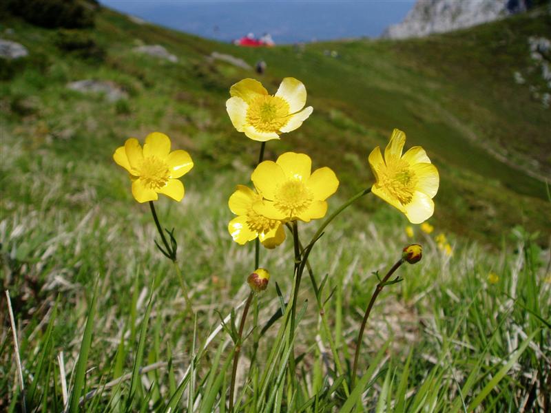 Ranunculus pollinensis 070520 Giovo (Medium).jpg