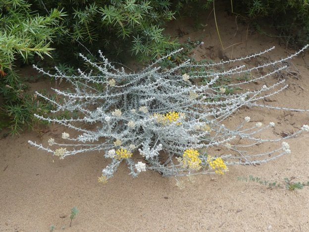 <i>Helichrysum italicum</i> (Roth) G.Don subsp. <i>tyrrhenicum</i> (Bacch., Brullo & Giusso) Herrando, J.M.Blanco, L.Sáez & Galbany