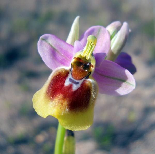 Ophrys-tenthredinifera-Will (another copy).jpg