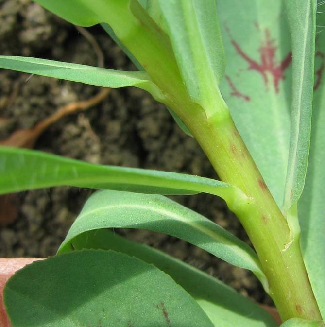 Euphorbia sp (7).jpg