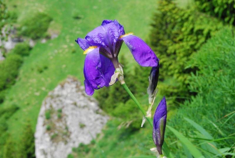 <i>Iris cengialti</i> Ambrosi ex A.Kern. subsp. <i>veneta</i> (Pamp.) Trinajstić
