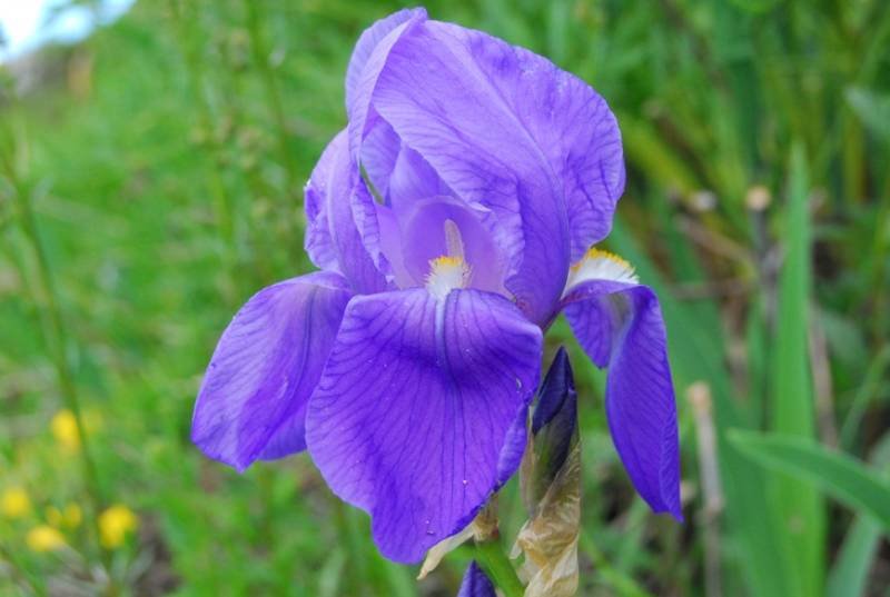<i>Iris cengialti</i> Ambrosi ex A.Kern. subsp. <i>veneta</i> (Pamp.) Trinajstić