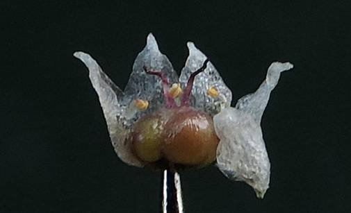 <i>Cuscuta epithymum</i> (L.) L. subsp. <i>kotschyi</i> (Des Moul.) Arcang.