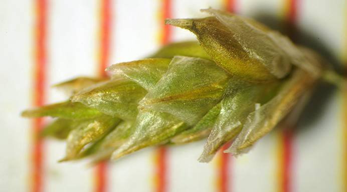 <i>Carex brunnescens</i> (Pers.) Poir. subsp. <i>brunnescens</i>
