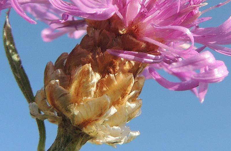 <i>Centaurea jacea</i> L. subsp. <i>gaudinii</i> (Boiss. & Reut.) Gremli
