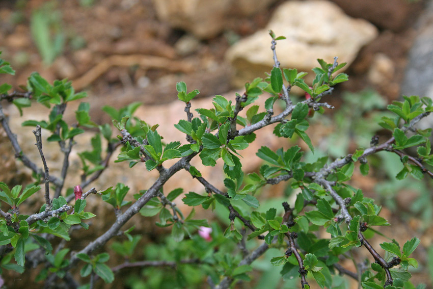 <i>Prunus prostrata</i> Labill.