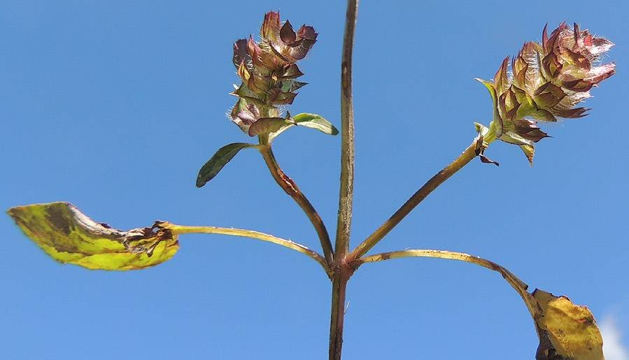 <i>Prunella vulgaris</i> L. subsp. <i>vulgaris</i>