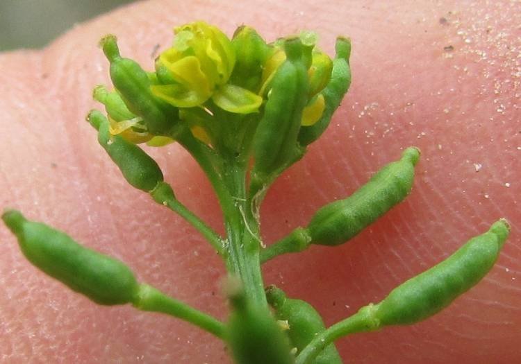 <i>Rorippa palustris</i> (L.) Besser