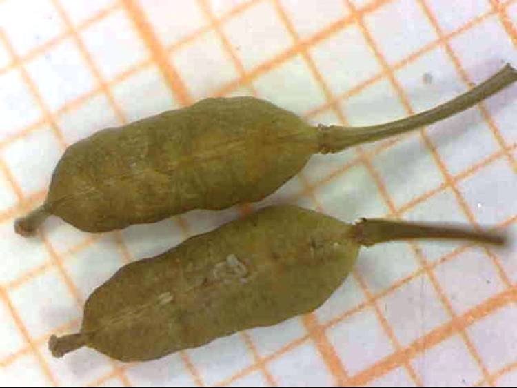<i>Rorippa palustris</i> (L.) Besser