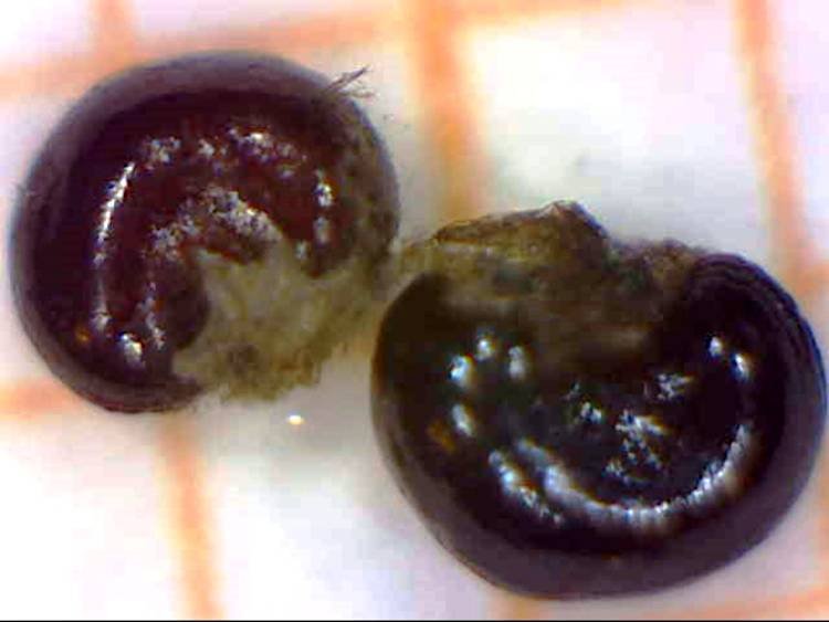 <i>Moehringia muscosa</i> L.