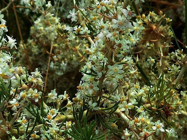 9 Asparagus pastorianus Bacche fiori cladodi.jpg