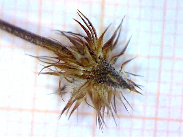 <i>Globularia incanescens</i> Viv.