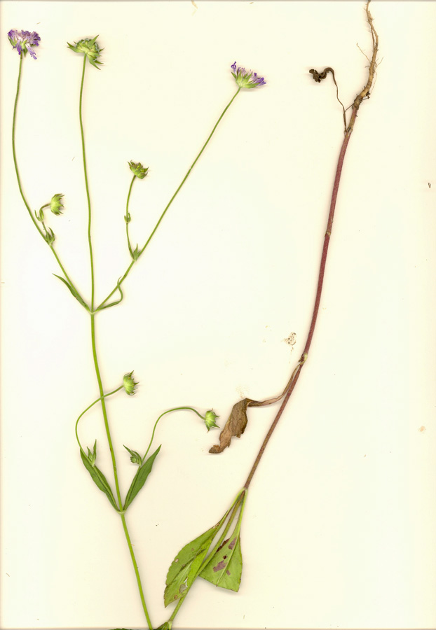<i>Knautia integrifolia</i> (L.) Bertol. subsp. <i>integrifolia</i>