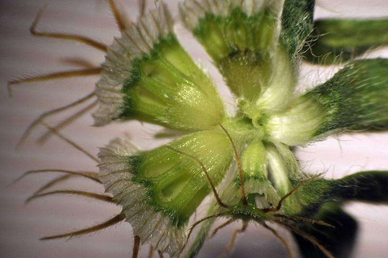 <i>Lomelosia brachiata</i> (Sm.) Greuter & Burdet