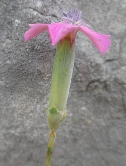 <i>Dianthus tarentinus</i> Lacaita