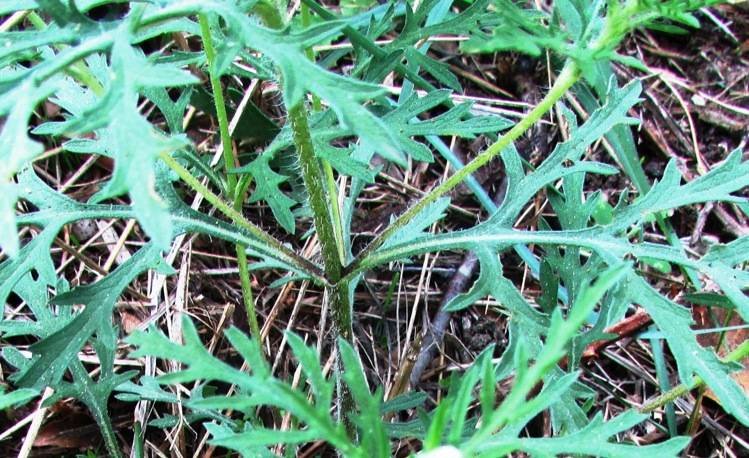 <i>Ambrosia tenuifolia</i> Spreng.