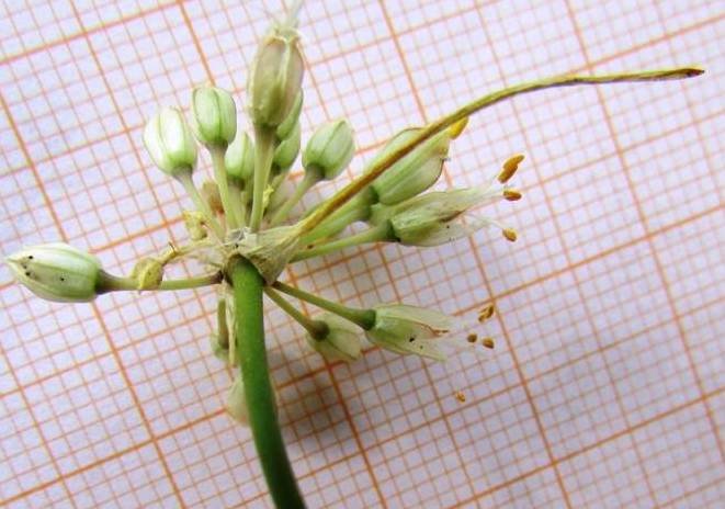 <i>Allium horvatii</i> Lovrić
