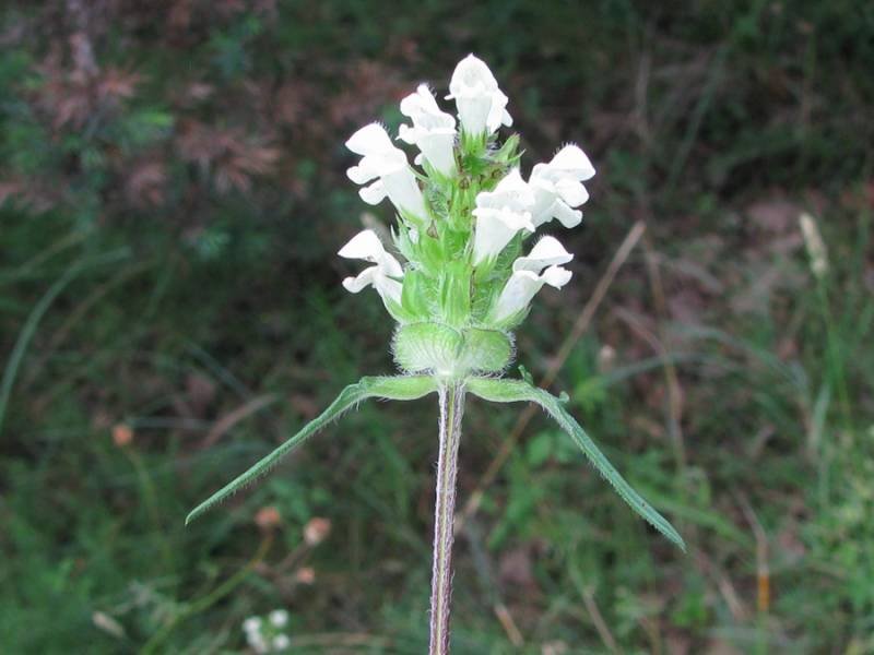 Prunella laciniata (L.) L (4).jpg