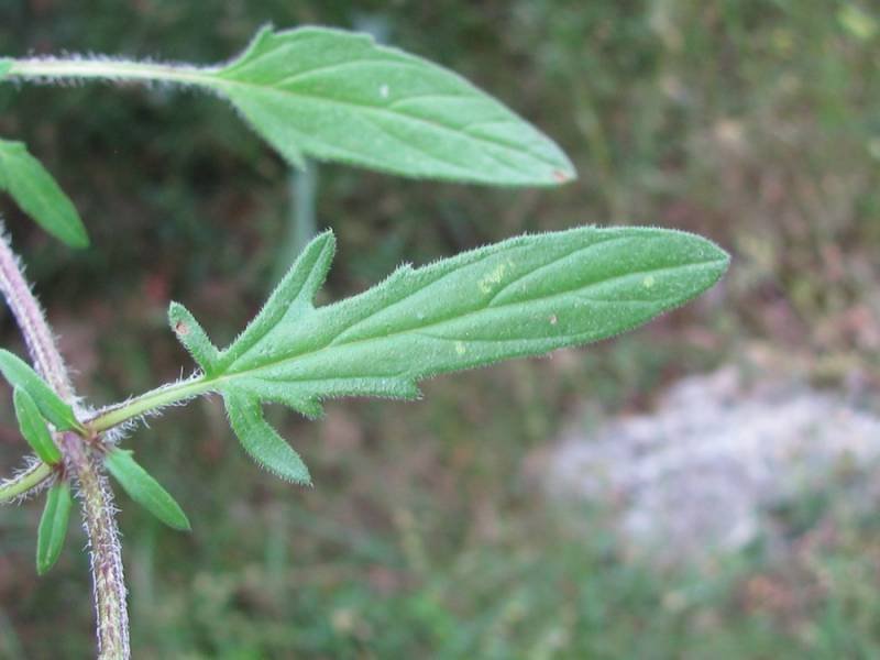 <i>Prunella laciniata</i> (L.) L.