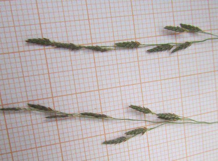 <i>Eragrostis pectinacea</i> (Michx.) Nees