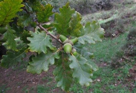 <i>Quercus petraea</i> (Matt.) Liebl. subsp. <i>austrotyrrhenica</i> Brullo, Guarino & Siracusa