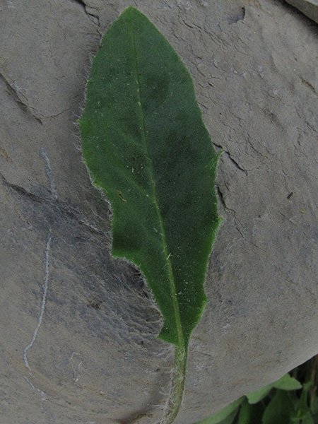 <i>Hieracium pictum</i> Pers. subsp. <i>pictum</i>