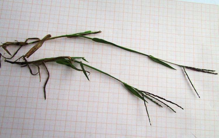 <i>Digitaria ischaemum</i> (Schreb.) Muhl. subsp. <i>ischaemum</i>